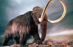 Un mamut de peste 3 milioane de ani, unic in lume, a fost descoperit in Romania