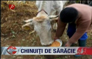 Chinuiti de saracie