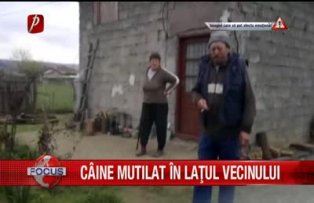 Caine mutilat in lantul vecinului