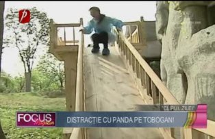 Clipul zilei: distracţie cu panda pe tobogan!