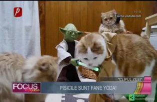Clipul zilei: pisicile sunt fane Yoda!
