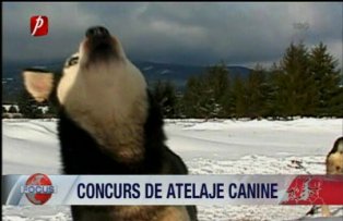 Concurs de atelaje canine