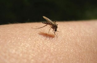 Cum sa scapi de tantarii din casa. Solutii simple, naturale si la indemana oricui