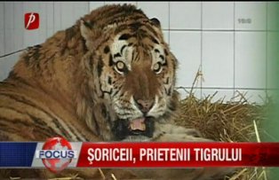 Soriceii prietenii tigrului