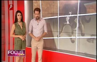 Scandalul câinilor comunitari continuă! "Zâna", în război cu proprietarul adăpostului