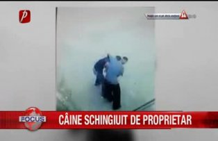 Caine schingiuit de proprietar