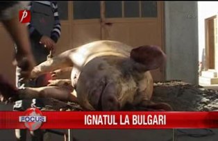 Ignatul la Bulgari