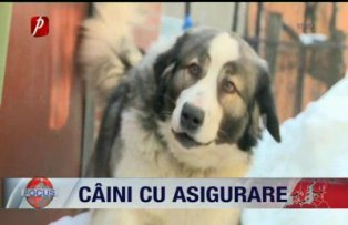Caini cu asigurare