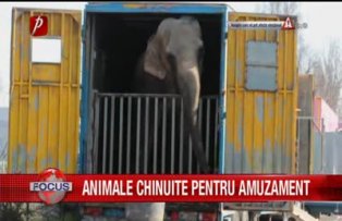 Animale chinuite pentru amuzament