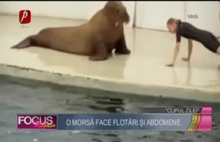 Clipul zilei: o morsă face flotări şi abdomene