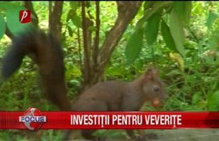 Investitii pentru veverite