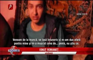 Muscat de nevastuica