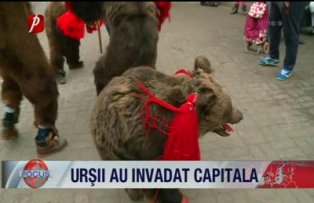 Urşii au invadat capitala