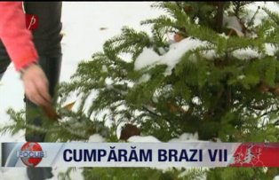 Cumparam brazi vii
