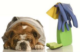 Cum sa faci curatenie in casa daca ai animale de companie