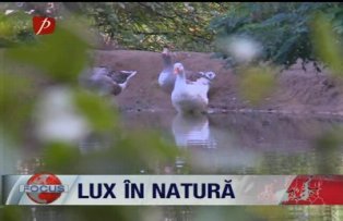 Lux in natura.