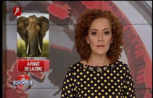 Un elefant a fugit de la circ