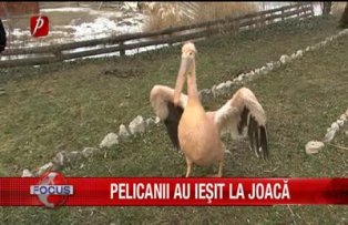 Pelicanii au iesit la joaca