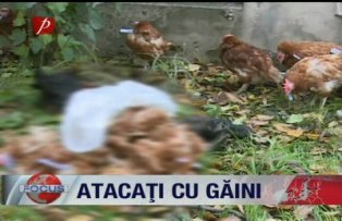Atacati cu gaini