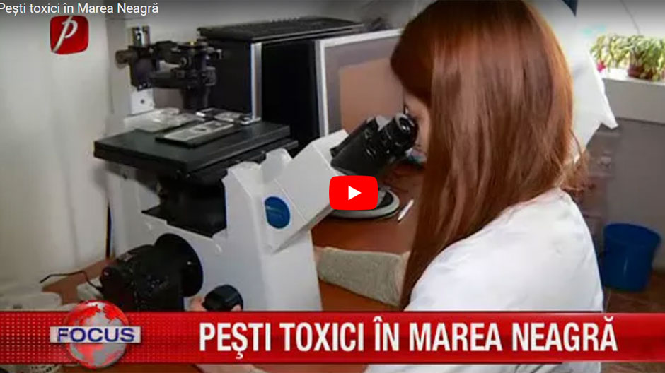 Descoperire alarmantă în Marea Neagră. Mai multe specii de alge pot fi nocive pentru oameni