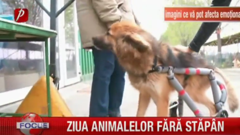 Ziua animalelor fără stăpân. Sunt multe, blânde şi chinuite. E timpul să spunem însă ”Stop Indiferenţei”!