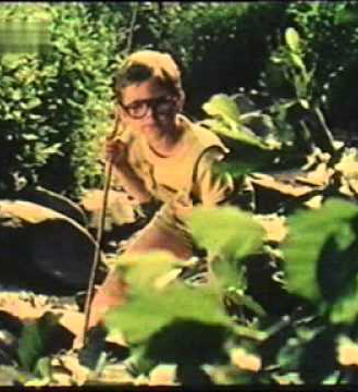 De ce are vulpea coadă?